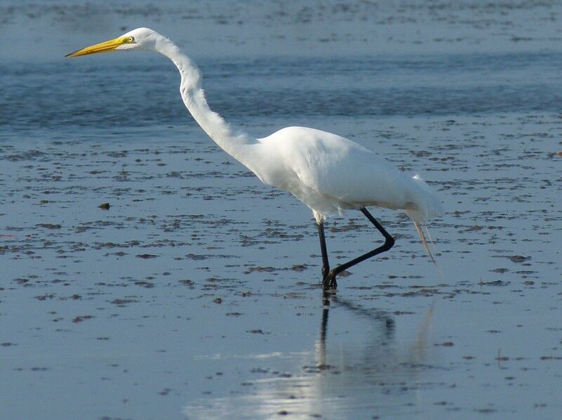 Click to See Next Image